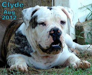 clydeaug2012.jpg