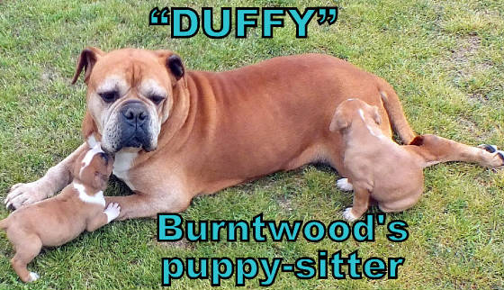 duffysitter.jpg