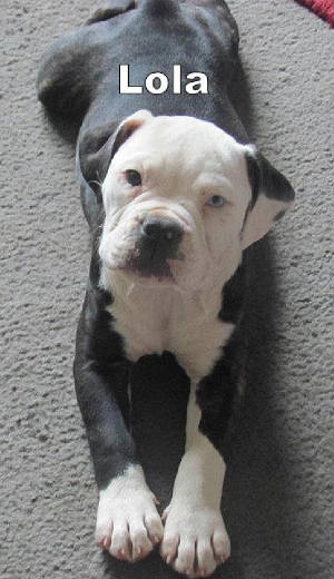 gowenpup.jpg