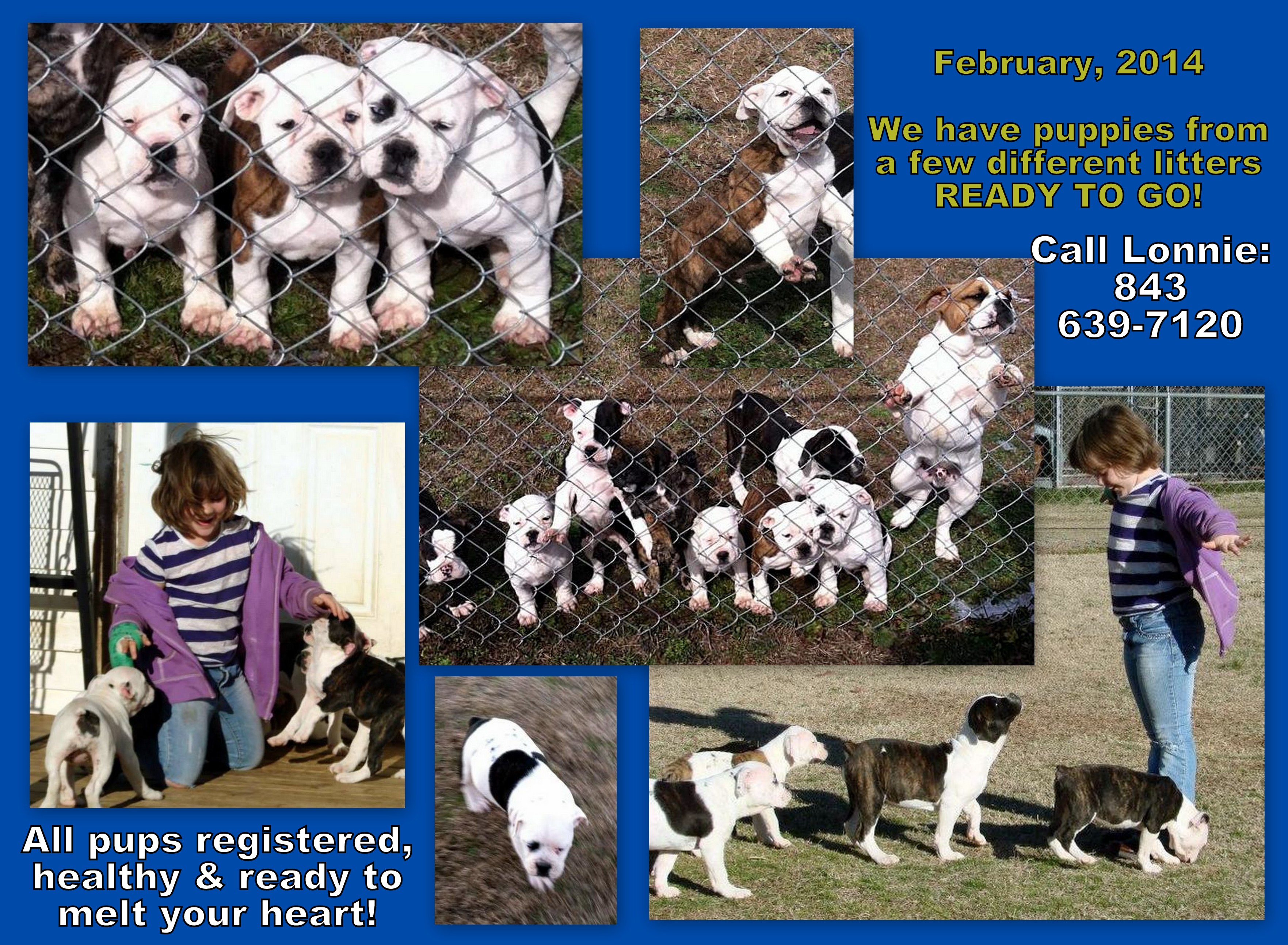 feb2014puppies.jpg