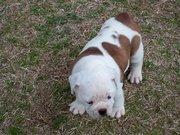 graciebabypup.jpg