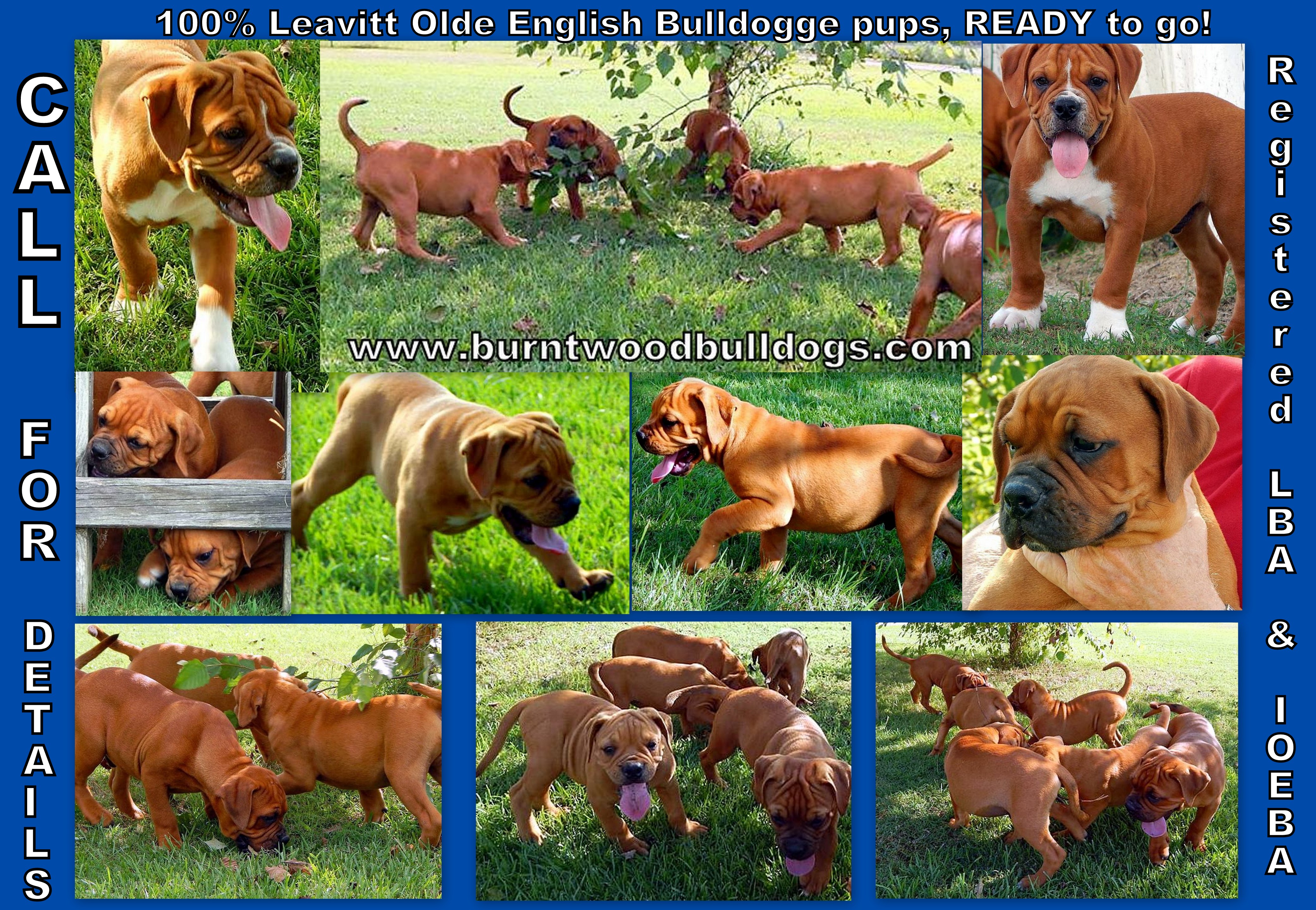 leavittcollageaug2013.jpg